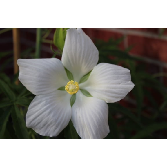 Serendipity Seeds 10 White Texas Star Hibiscus Flower Seeds, Beautiful Foliage