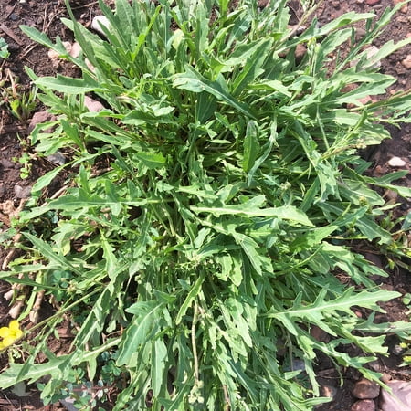 Annual Herb - Wild Arugula Herb Garden Seeds - 1 Oz - Non-GMO, Heirloom, Annual - Herbs, Microgreens, Gardening