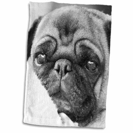 3dRose Pug Dog in black and white - Towel  15 by 22-inch
