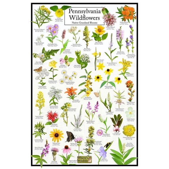 Pennsylvania Wildflowers Poster - Native Grassland Blooms - Educational Science Chart of Pennsylvania Flowers