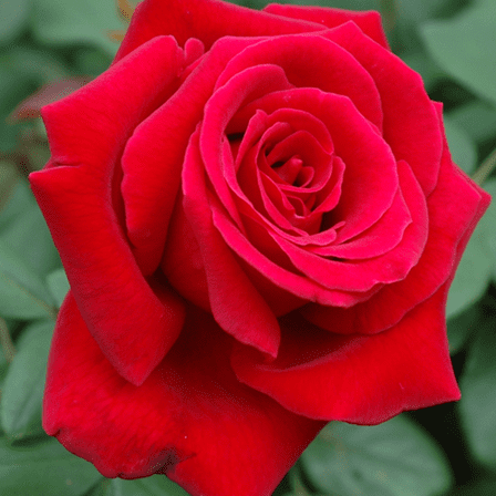 Red Mini Rose Plant, Miniature Rose Live Plant, Vibrant Red Flowers, 3 inches Pot