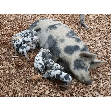 Canvas Print Animals Pig Pet Suckle Sow Piglet Breeding Farm Stretched Canvas 32 x