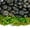 Black 10 Pounds, variant on Polished Pebbles, Decorative River Rock & Garden Gravel for Planters