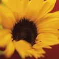 thumbnail image 3 of Butler, Jane-Ann 15x15 Black Modern Framed Museum Art Print Titled - Sunflower on Red, 3 of 5