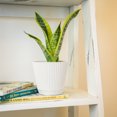 thumbnail image 3 of Altman Plants Easy Live Snake Plant, Sansevieria Superba; 4.25 in Decor Pot; Partial Sun, 3 of 7