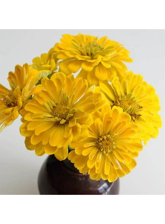Zinnia Flower Seeds in Seed Gardening