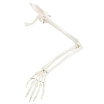 3B Scientific Anatomical Model - loose bones, arm skeleton with scapula and clavicle (wire) - Includes 3B Smart Anatomy