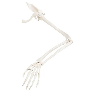 3B Scientific Anatomical Model - loose bones, arm skeleton with scapula and clavicle (wire) - Includes 3B Smart Anatomy