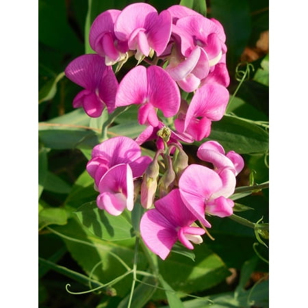 Canvas Print Sweet Pea Sweet Flower Pea Wild Plant Wild Flower Stretched Canvas 10 x