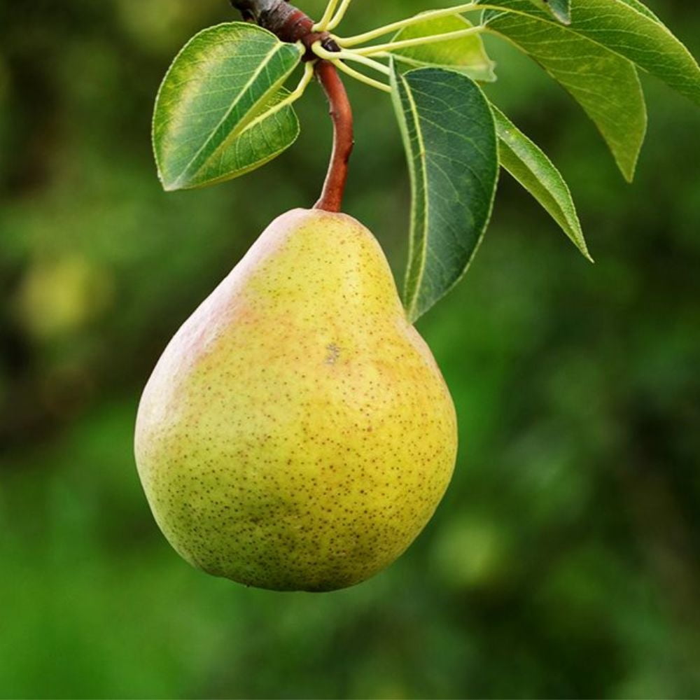 Expert Gardener Bartlett European Pear Live Tree, 3-4 ft Tall, 7-Gallon Grower Pot