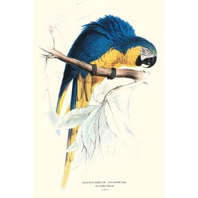 Hyacinthine Macaw - Hyacinthine Anodorhynchus Leari-Fine Art Canvas Print (20" x 30")