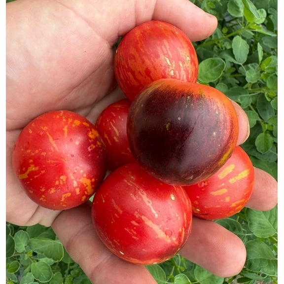 Black Strawberry Tomato Premium Seeds for Planting