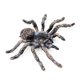 thumbnail image 3 of 2pcs 9.5cm Animal Model Large Fake Realistic Spider Insect Model Toy Fun Halloween Decor Scary Prop, 3 of 5