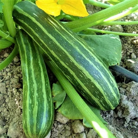 Squash Seeds, Summer Cocozelle, Heirloom, 100 Seeds, Great for Cooking, Salad