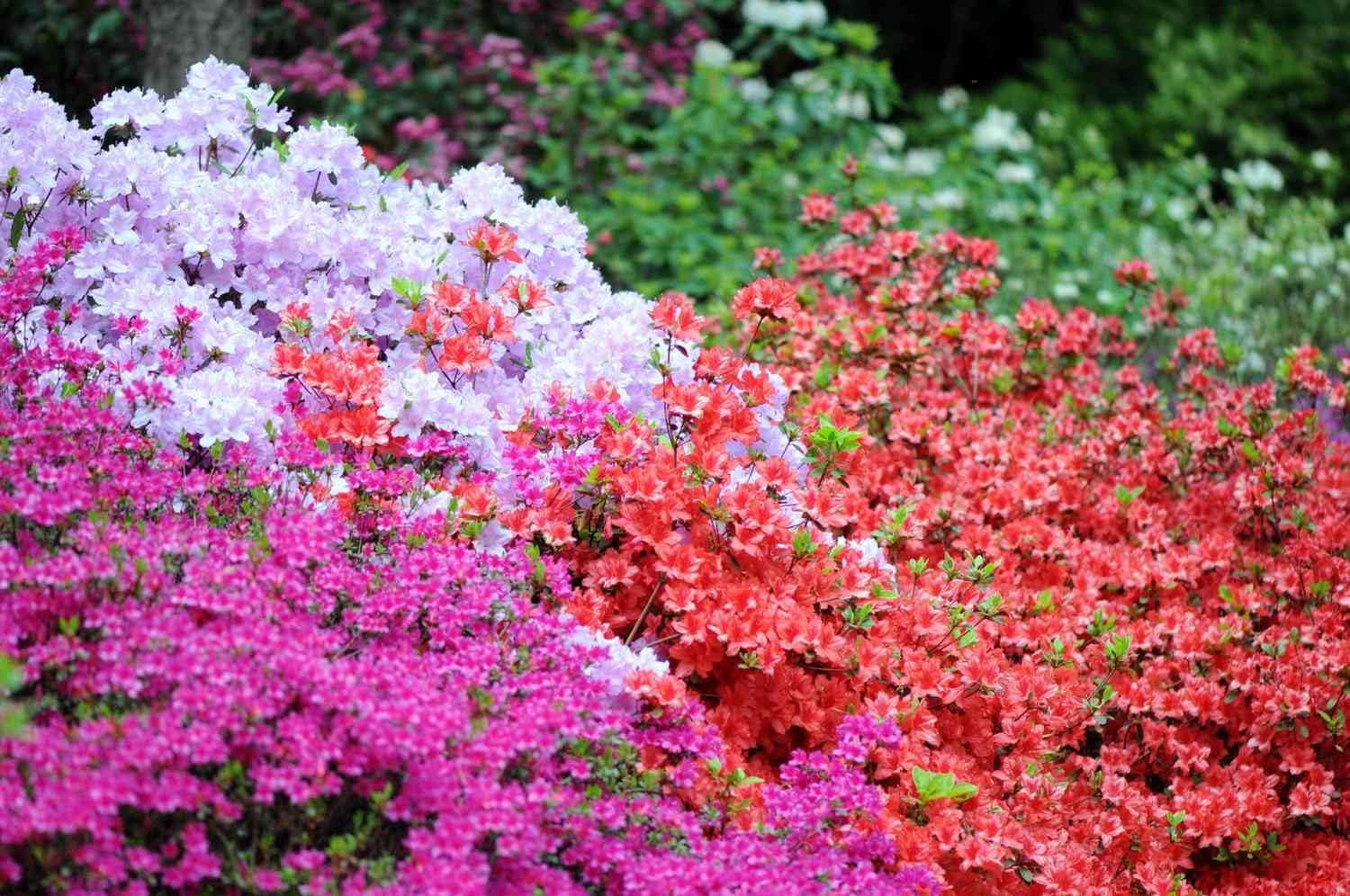 Purple Formosa Azalea  3 Live Plants  Rhododendron Formosum  Lush Flowering Shrub  Hardy Garden Landscape Accent  Vibrant Spring Blooms