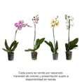 thumbnail image 1 of Orquidea Phalenopsi varios colores 1 pieza 70 cm, 1 of 5