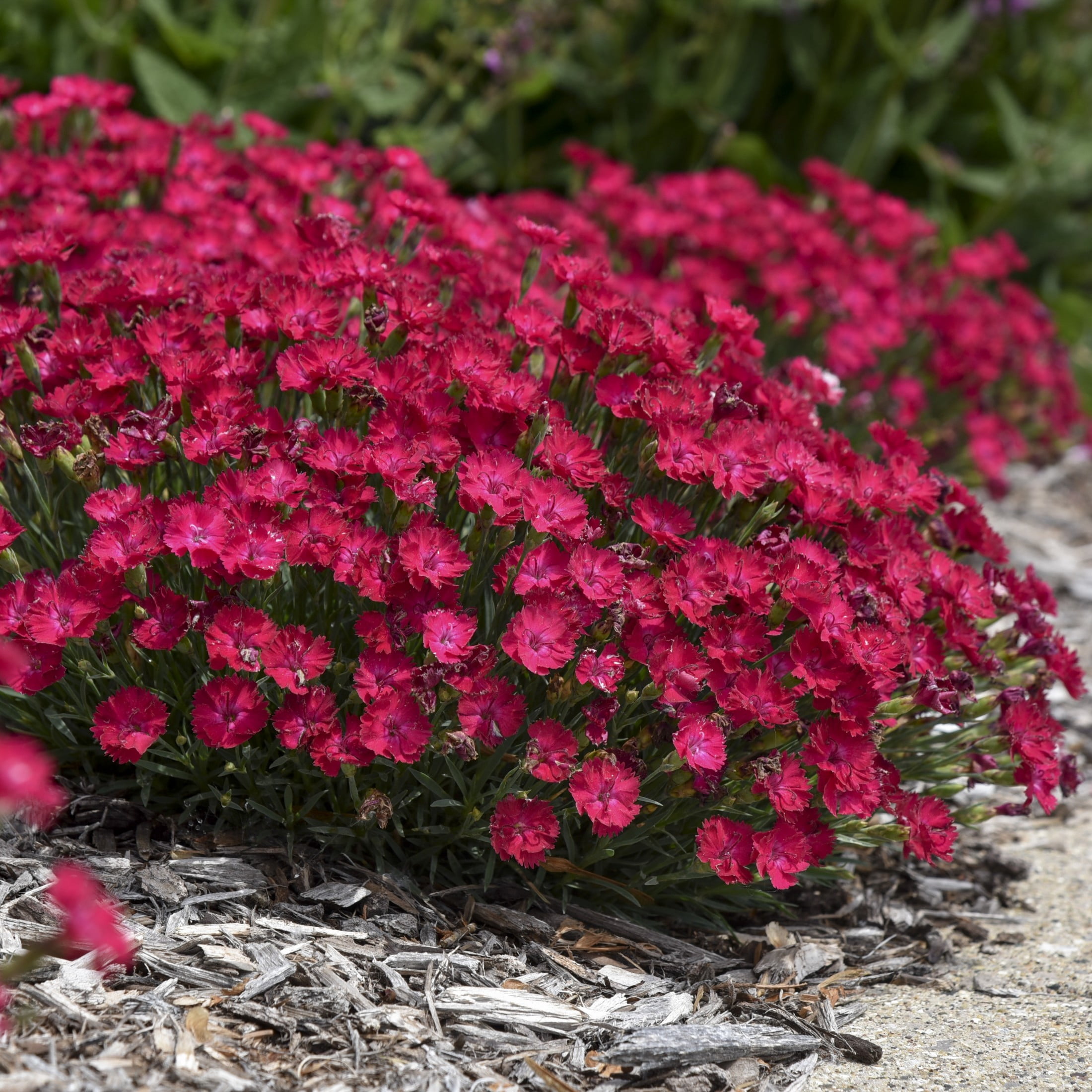 Proven Winners 6" Pink 'Paint the Town Red' Pinks Live Plant in 6.5" Pot