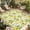 Green Yellow, variant on Summer Lemon Outdoor Rug for Patio/Deck/Porch, Non-Slip Large Area Rug 5 x 8 Ft, Yellow Fruit Farm Vintage White Wood Grain Indoor Outdoor Rugs Washable Area Rugs, Camping Rug Carpet Runner