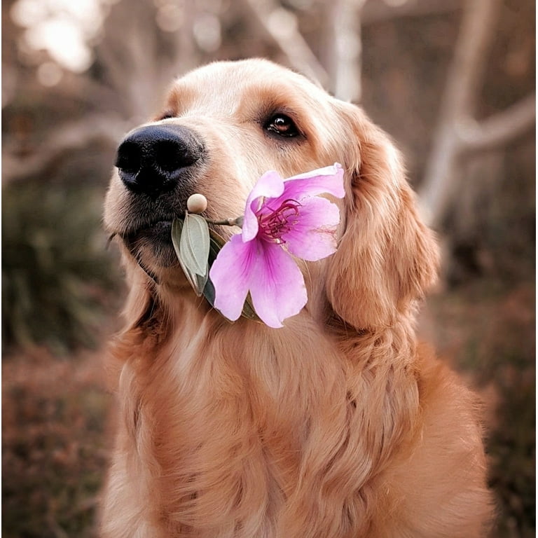 Fresh 'n Clean Dog Cologne Spray - Fresh Floral Scent