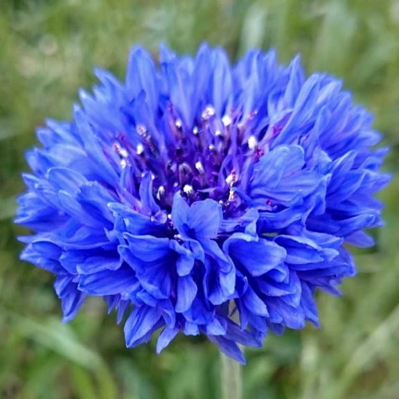 TomorrowSeeds - Blue Tall Bachelor Button Seeds - 1000 Count - For 2026 Planting Centaurea Cyanus
