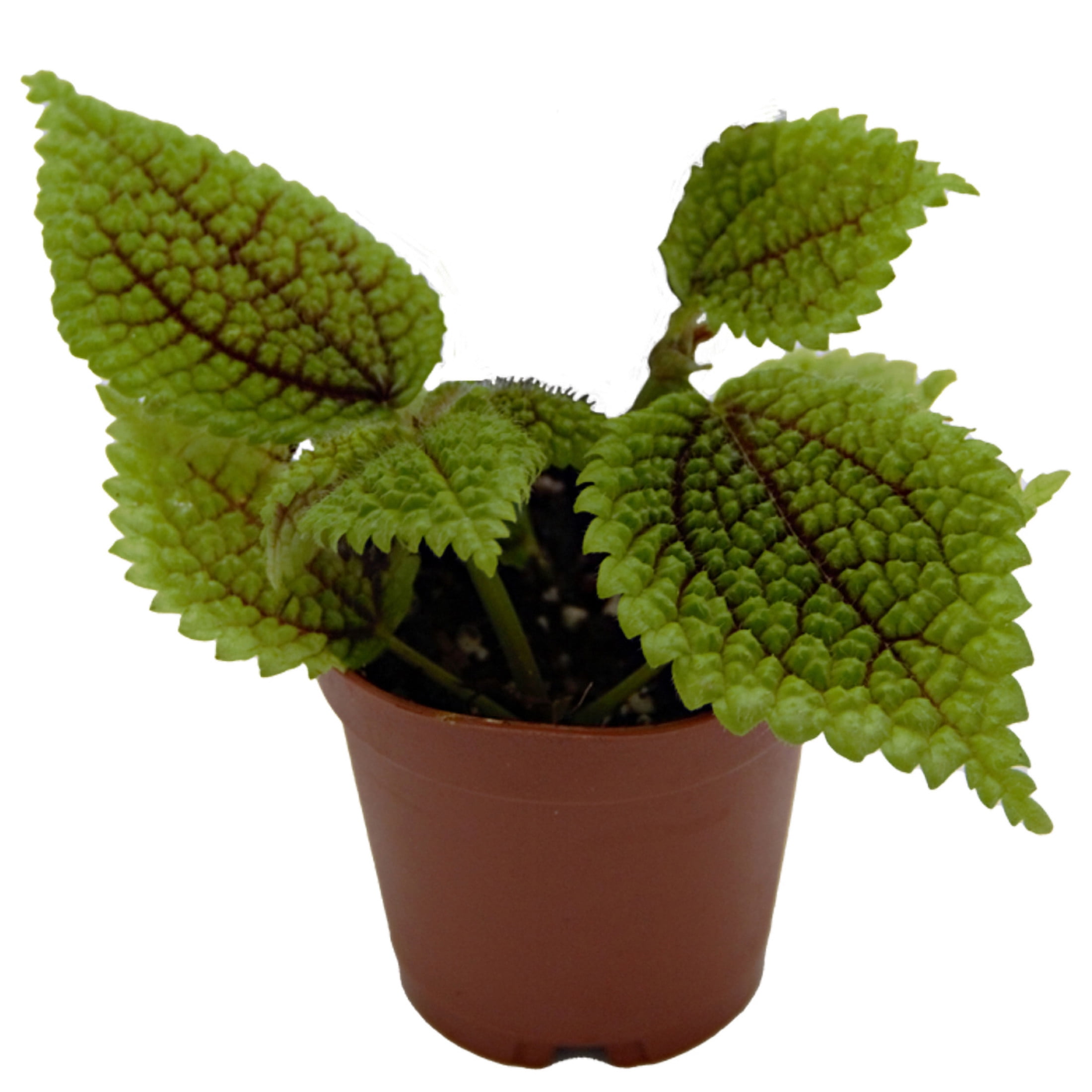 ReptiCulture Pilea 'Moon Valley' Tropical 2" Pot 3 pk
