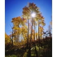 thumbnail image 2 of Talbot Frank, Christopher 20x23 White Modern Wood Framed Museum Art Print Titled - Utah, Fall colors of Aspen trees, 2 of 4