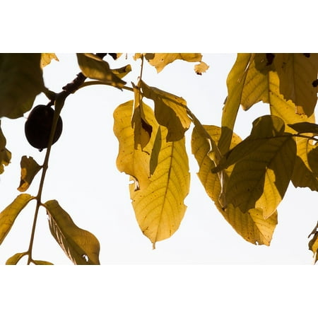 LAMINATED POSTER Walnut Tree Leaf Walnut Leaves Autumn Fall Foliage Poster Print 24 x