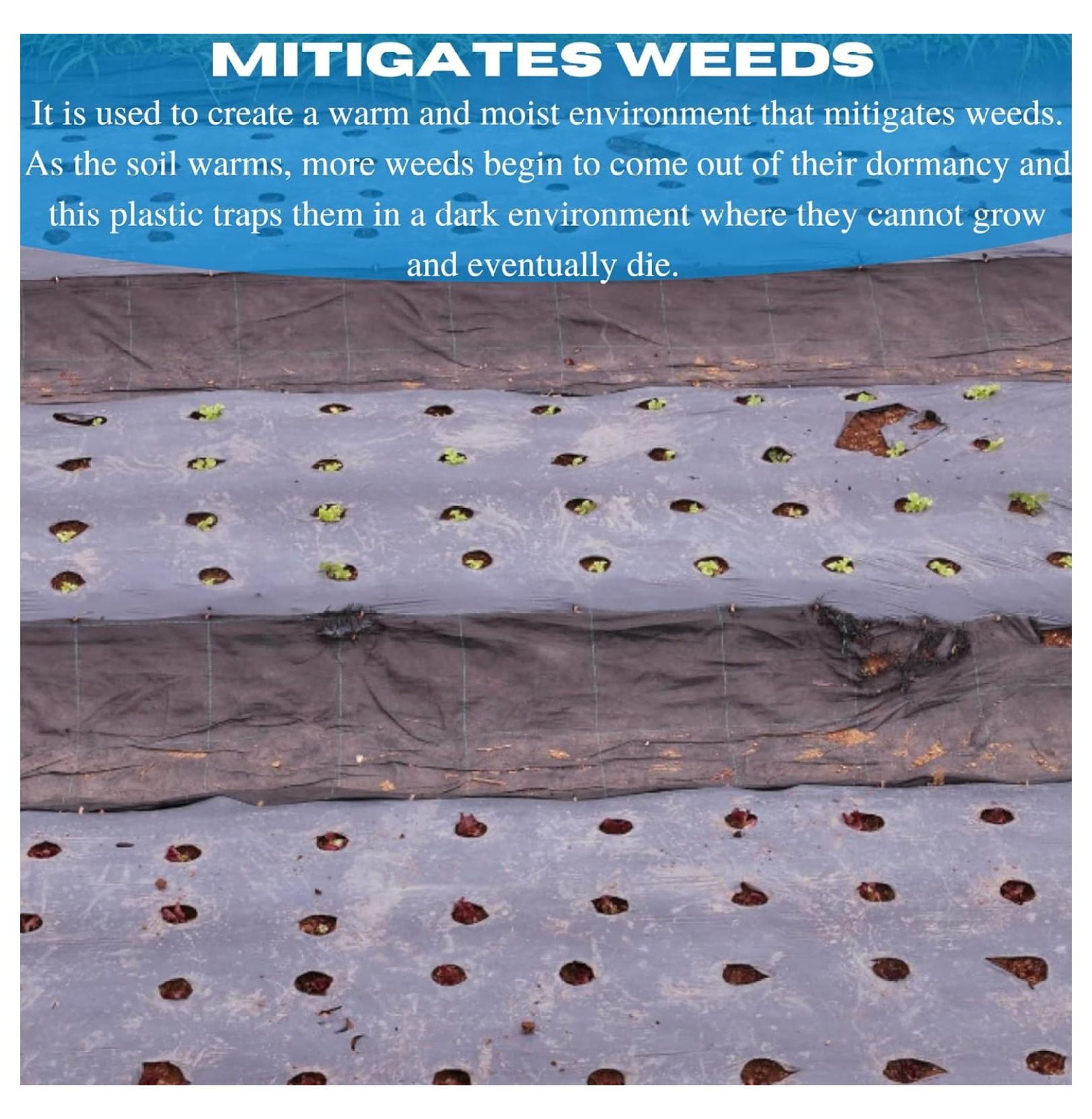VBS - Weed Control 6 Mil Black Plastic Sheeting - Heavy Duty Weed Barrier Landscape Fabric for Outdoor Gardens, Non Woven Weed Blocker Fabric, Weed Control, Black Plastic Sheeting (10' x 100')