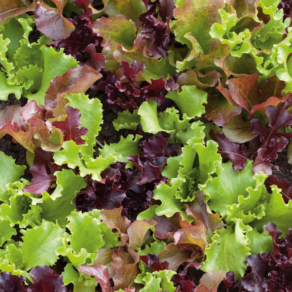 Eden Brothers Lettuce Seeds - Tricolor Romaine Mix Non-GMO Seeds for Planting, Packet | Low-Maintenance Vegetable Seeds, Plant During Cool Season, Zones 10, 2, 3, 4, 5, 6, 7, 8, 9