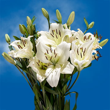 28 Blooms of White Color Asiatic Lilies 8 Stems- Beautiful Fresh Cut Flowers- Express Delivery