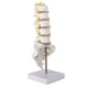 thumbnail image 1 of Modelo De Columna Vertebral Fácil De Demostrar Robusto Conveniente para Almacenar Modelo Educativo Lumbar con Espacio para Tornillos De Fijación para El Hogar ANGGREK Otros, 1 of 8