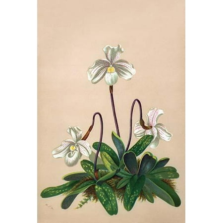 Large Artificial Orchid Orchid Ladys slipper orchids lady slipper orchids or slipper orchids are the orchids in the subfamily Cypripedioidea which includes the genera Cypripedium Mexipedium Paphiopedilum Phragmipedium and Se ()