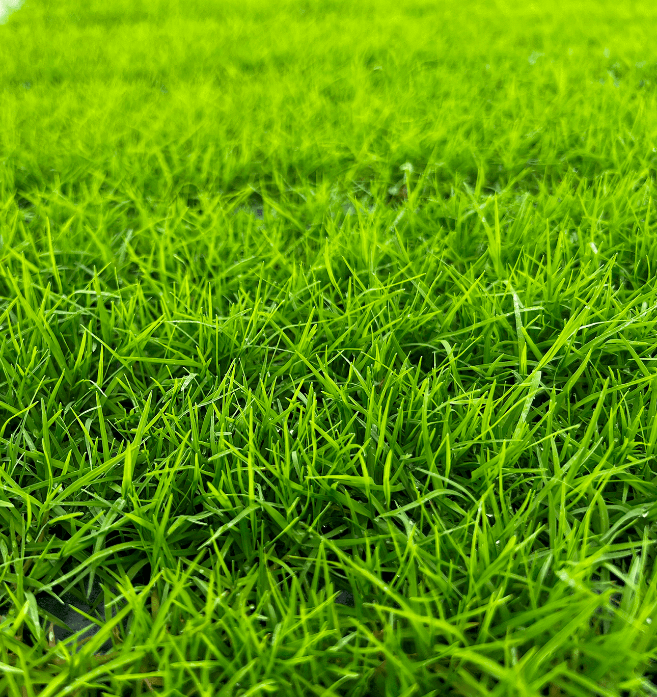 The Andersons Rio Bermuda Premium Grass Seed - 2lbs