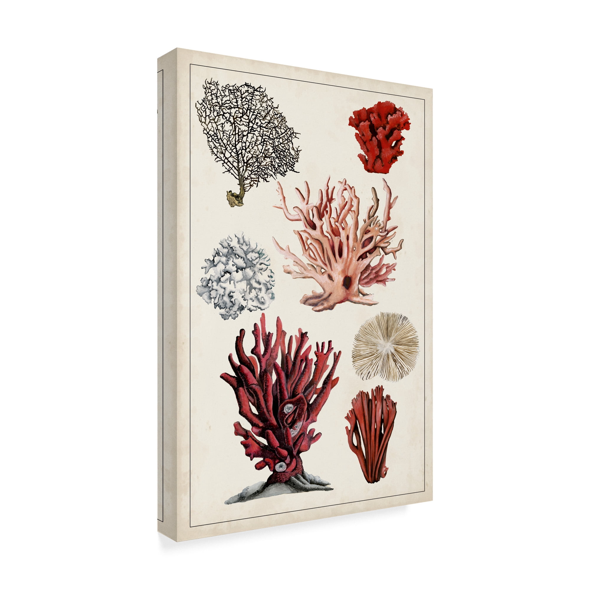 Trademark Fine Art 'Antique Coral Study I' Canvas Art by Naomi McCavitt