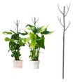 thumbnail image 1 of Twig Plant Support Stakes, 6 Pack Plant Support Stakes Strong  for Climbing Plants, 1 of 7