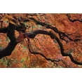 thumbnail image 2 of Paulson, Don 24x17 Gold Ornate Wood Framed with Double Matting Museum Art Print Titled - Oregon, Portland Japanese maple in autumn color, 2 of 4