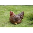 thumbnail image 2 of Gallina en cuclillas Figuine Hi-Line Gift Ltd., poliresina, para interiores y exteriores, 2 of 2
