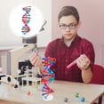 thumbnail image 2 of FRCOLOR Double Helix Model Double Helix Model DNA Science Teaching Aid for Home ABS Multi Color 14 cm,7.09"X5.31"X0.39", 2 of 5