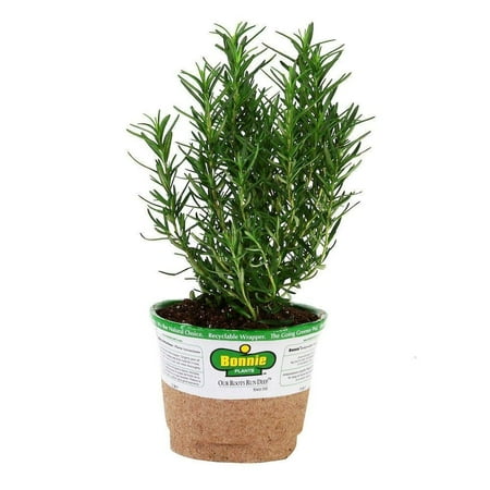 5090 Rosemary 1-PACK 1-PACK, Easy-to-grow herb that can be used in many recipes By Bonnie (Best Place To Plant Rosemary)