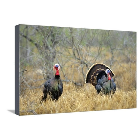 Turkey Metal Wall Art Rio Grande Wild Turkey Gobbler Strutting, Starr County, Texas Stretched Canvas Print Wall Art By Richard and Susan Day ()