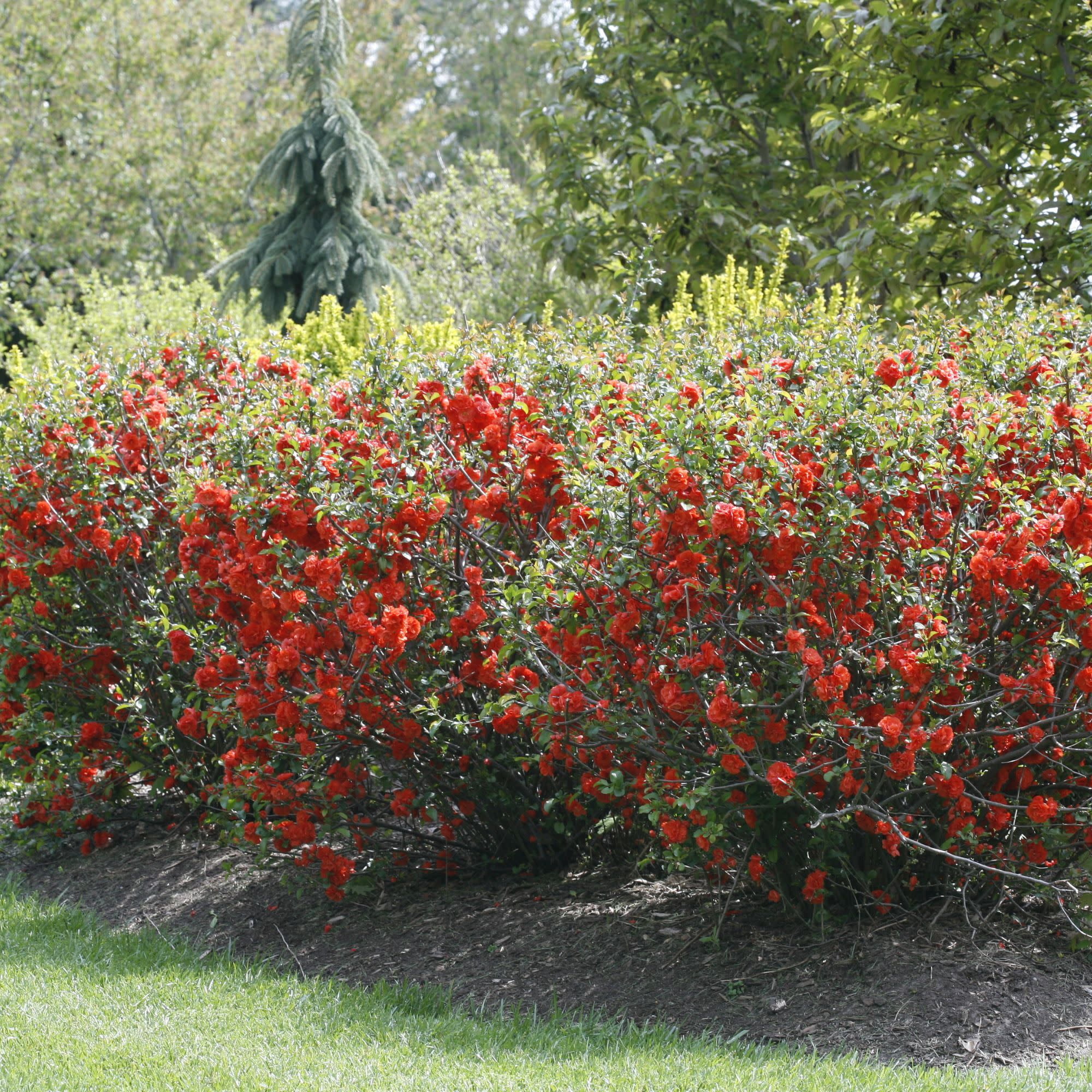 Proven Winners ColorChoice 5" Double Take Orange Quince Live Plant in 4.5" Pot (4 Count)