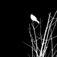 thumbnail image 2 of Popcorn 15x15 Black Ornate Wood Framed with Double Matting Museum Art Print Titled - Bird Silhouette VII, 2 of 4