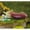 Frog on Eggplant, variant on Top Collection Miniature Garden Frog Statues (Frog Playing Horn on Rustic Handsaw)