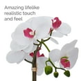 thumbnail image 5 of Home Accents 22-inch Artificial Real Touch Phalaenopsis Orchid in Cement Pot, White/Pink, 5 of 7
