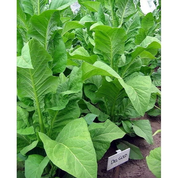 1000 Del Gold Tobacco Seeds ~ Heirloom ~ High Yield ~ Fast Growing!