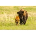 thumbnail image 2 of Jaynes Gallery 24x17 White Modern Wood Framed Museum Art Print Titled - South Dakota-Custer State Park Bison parent and calf in meadow, 2 of 4