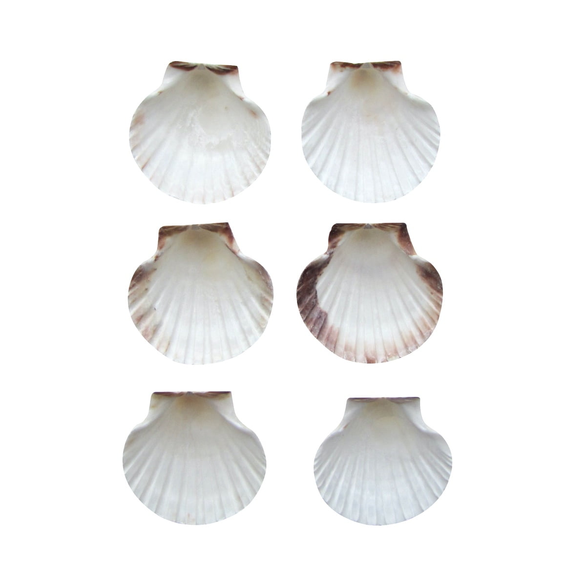 10 extra XL Large Natural Scallops dish Shells Washed White food dish 13cm 