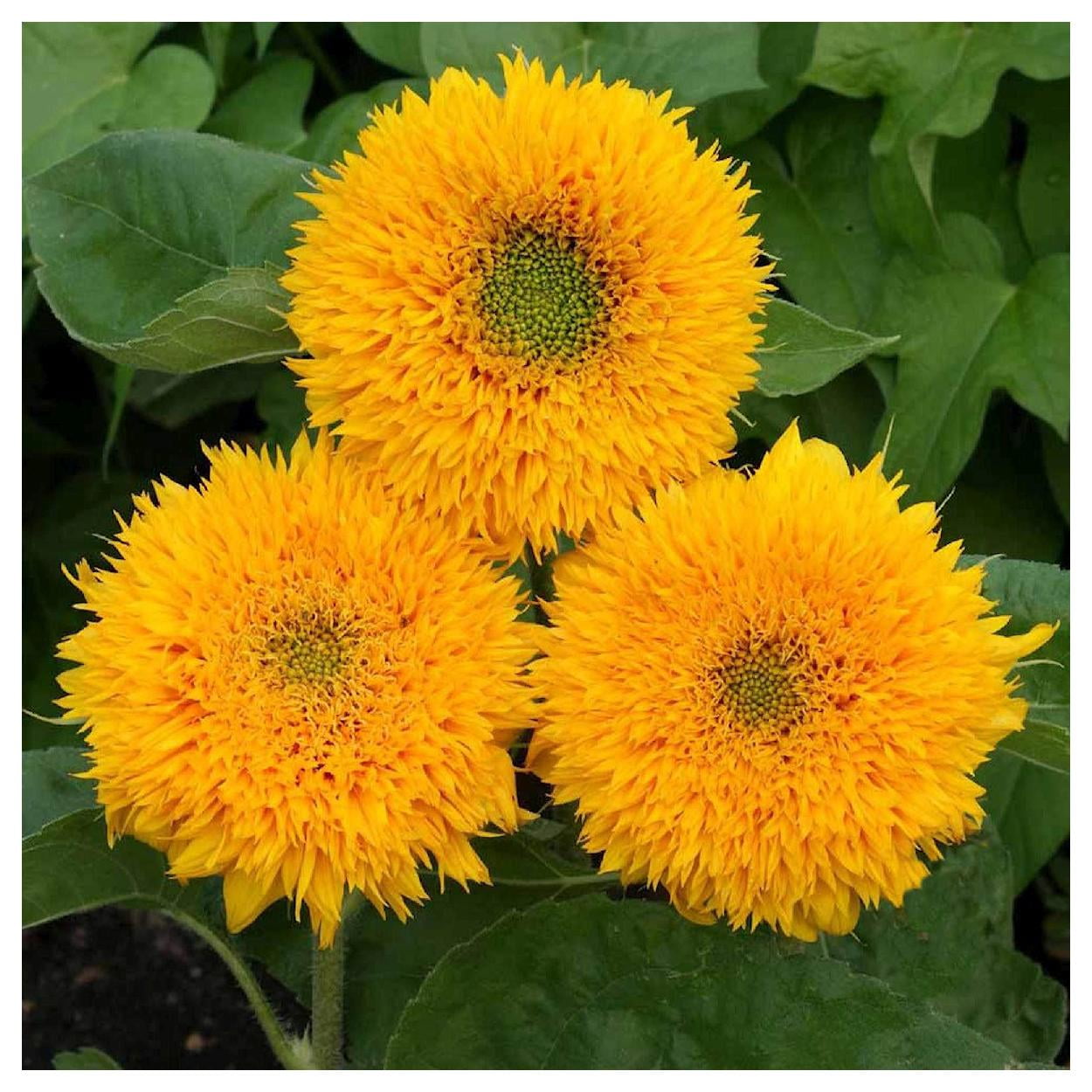 Everwilde Farms - 1 lb Dwarf Sungold Sunflower Garden Flower Seeds - Gold Vault Bulk Seed Packet
