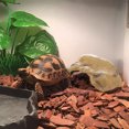 thumbnail image 2 of LLDYYDS Reptile Hides and Caves Simulation Rock Reptile Hideout Terrarium Habitat Décor for Bearded Dragon Lizards Ball Python Snakes One Size, 2 of 5