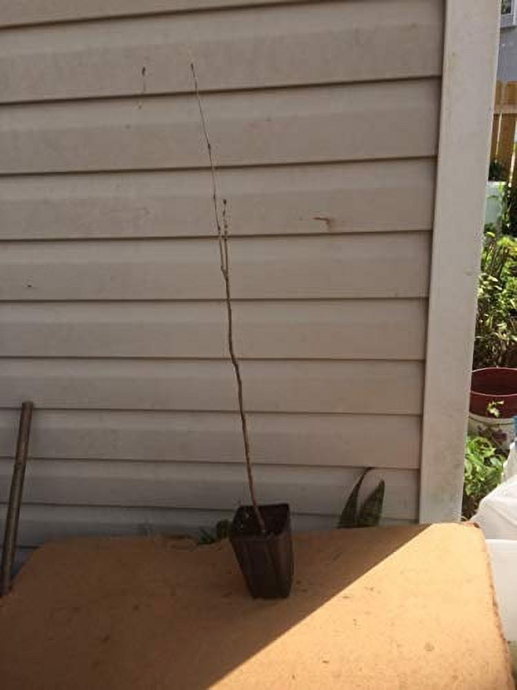 Beautiful Blue Moon Wisteria, Vine Plant, Attracts Hummingbirds, Potted Plant Fragrant Flowrs, in Dormancy (1-2 Feet). not for Sale California